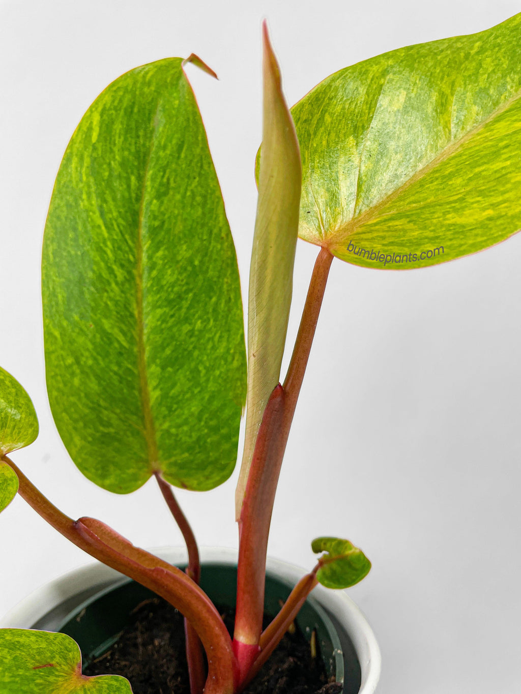 Philodendron Erubescens Painted Lady