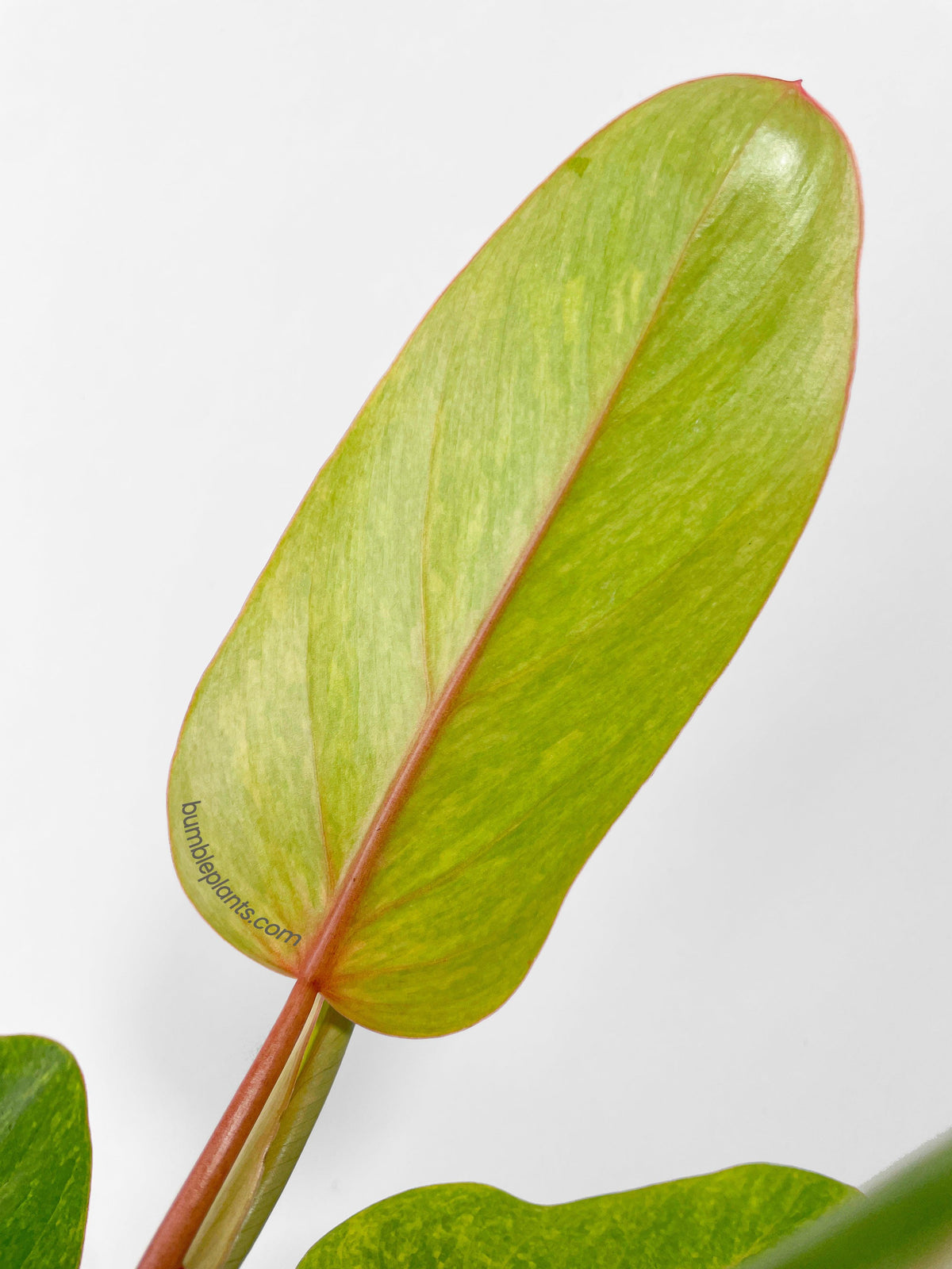 Philodendron Erubescens Painted Lady