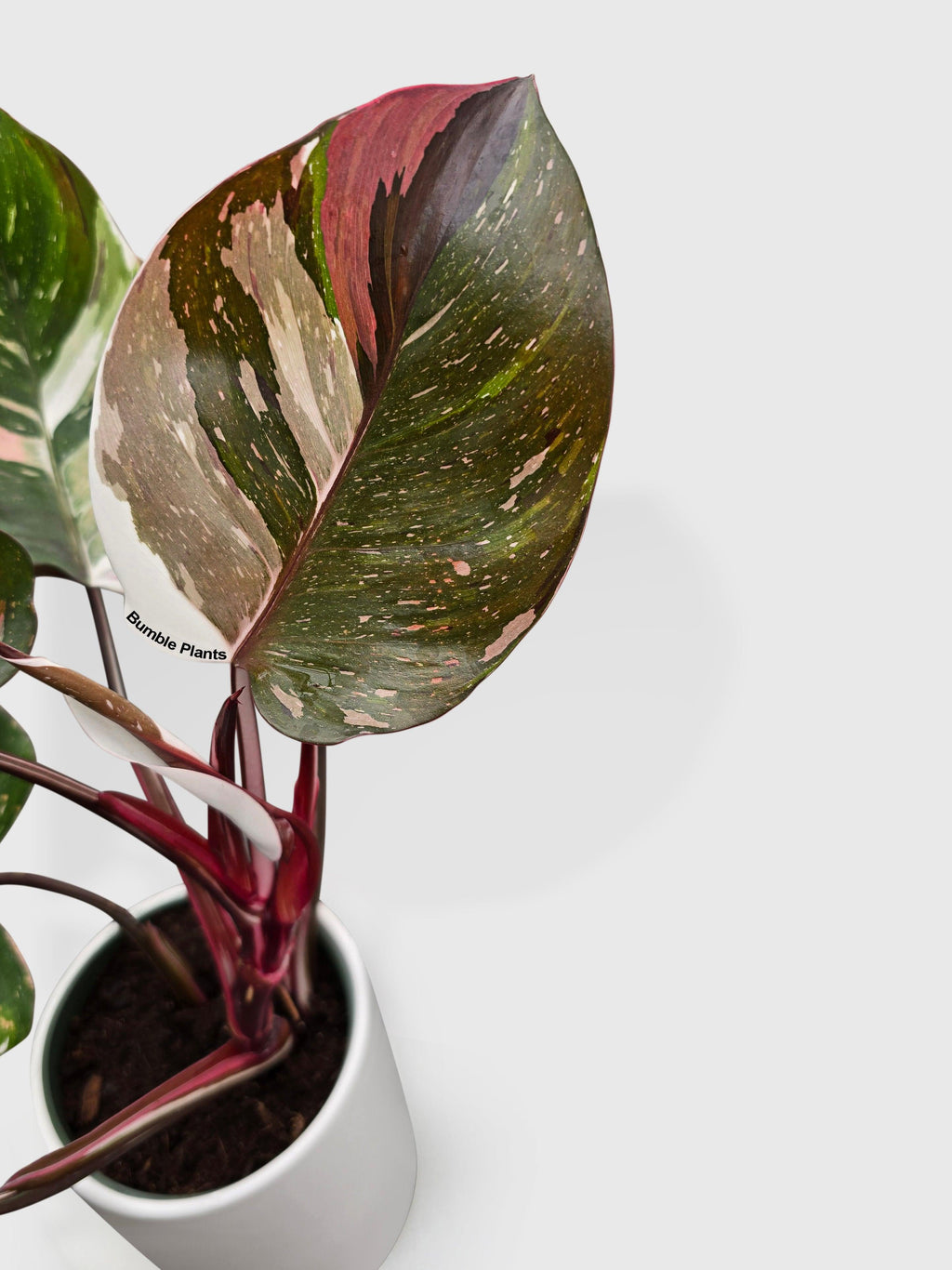 Philodendron Red Medusa Hybrid