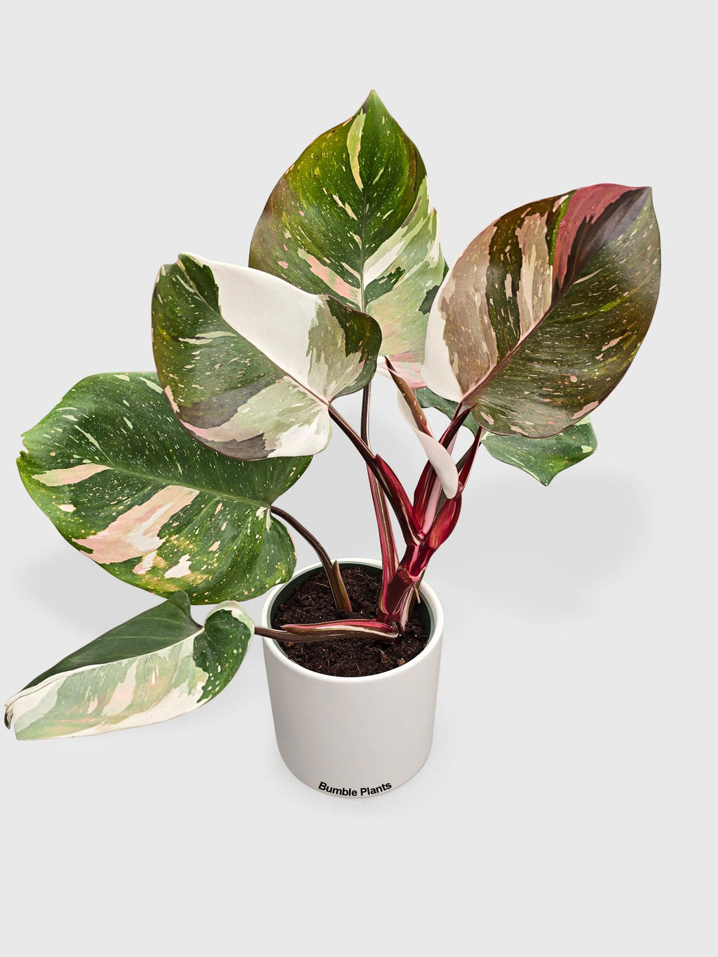Philodendron Red Medusa Hybrid