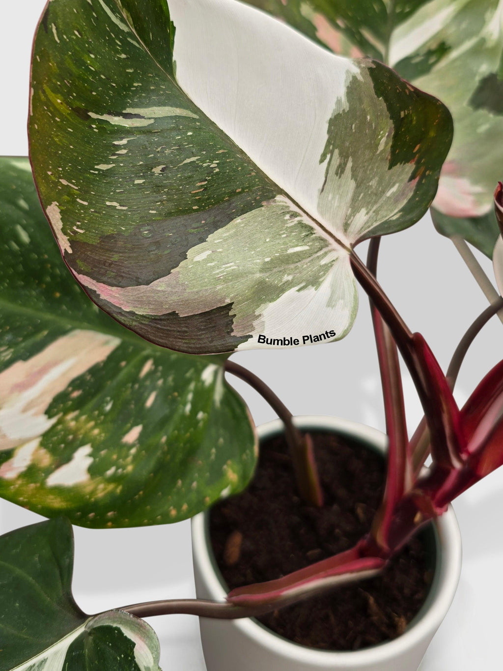 Philodendron Red Medusa Hybrid
