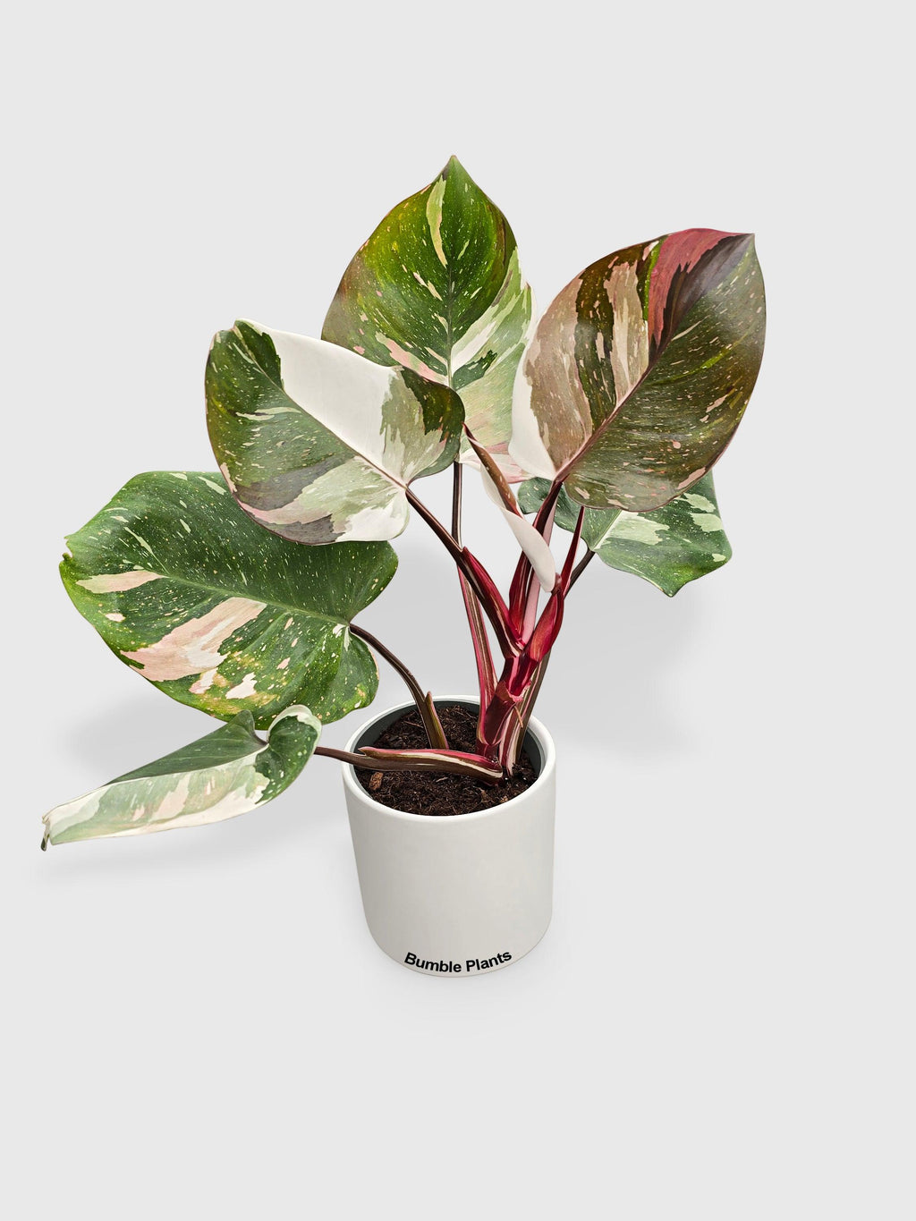Philodendron Red Medusa Hybrid