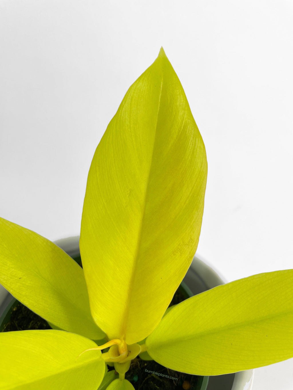 Philodendron 'Golden Crocodile' Ring of Fire Hybrid