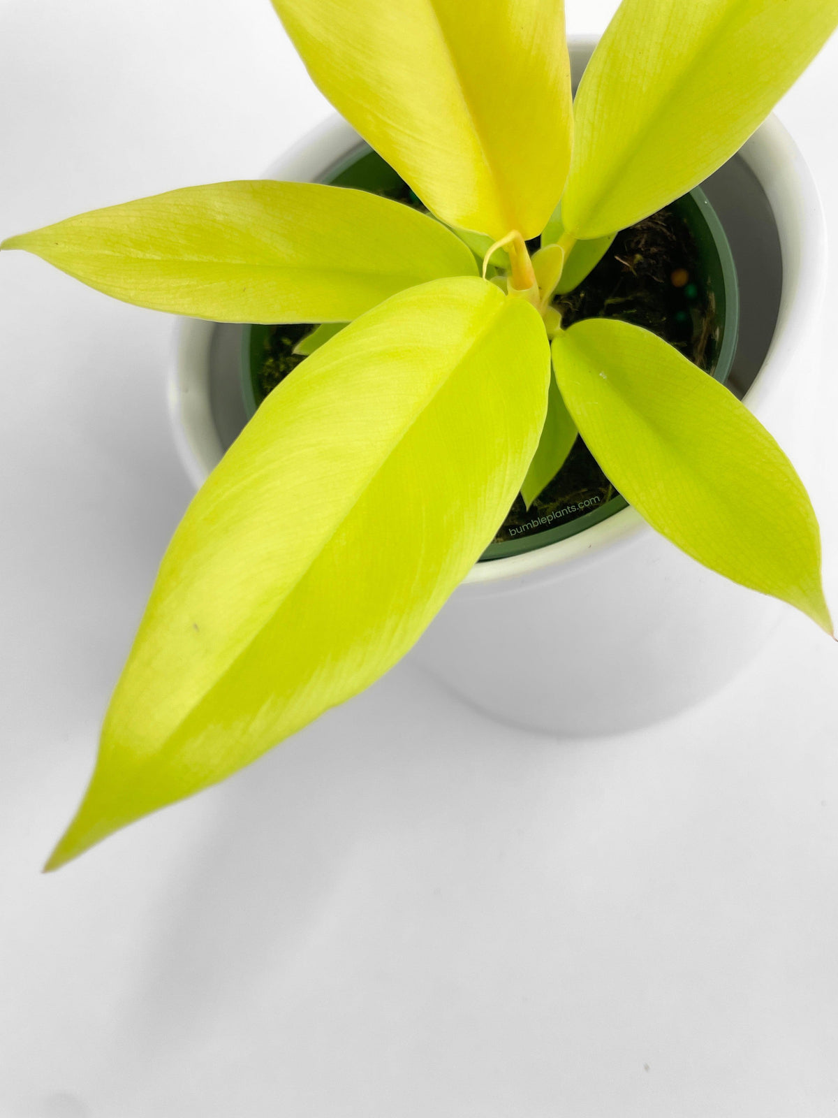 Philodendron 'Golden Crocodile' Ring of Fire Hybrid
