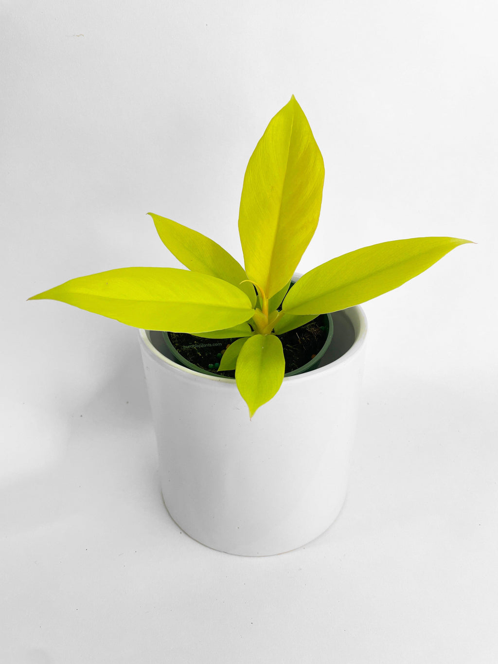 Philodendron 'Golden Crocodile' Ring of Fire Hybrid