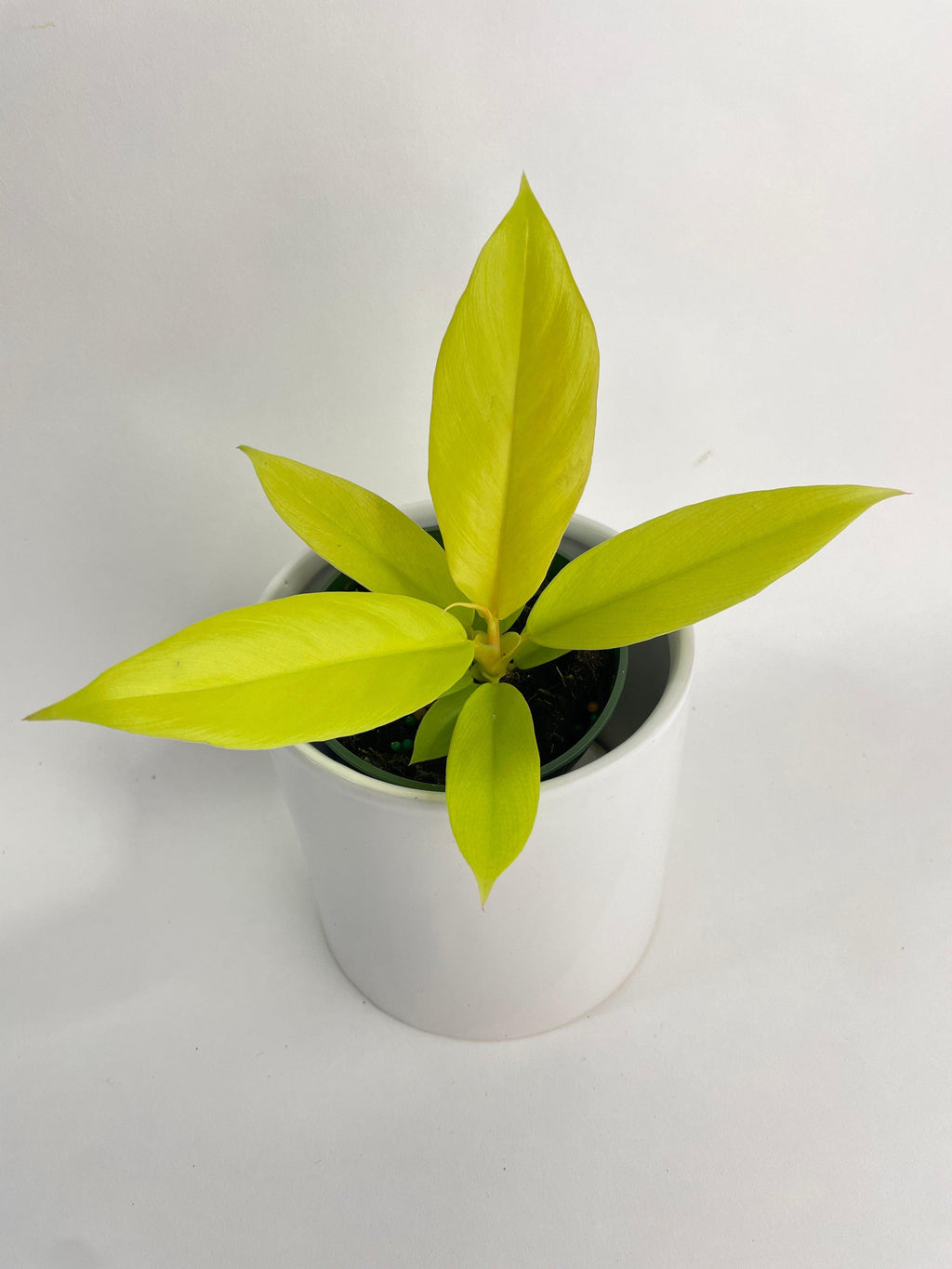 Philodendron 'Golden Crocodile' Ring of Fire Hybrid