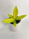 Philodendron 'Golden Crocodile' Ring of Fire Hybrid