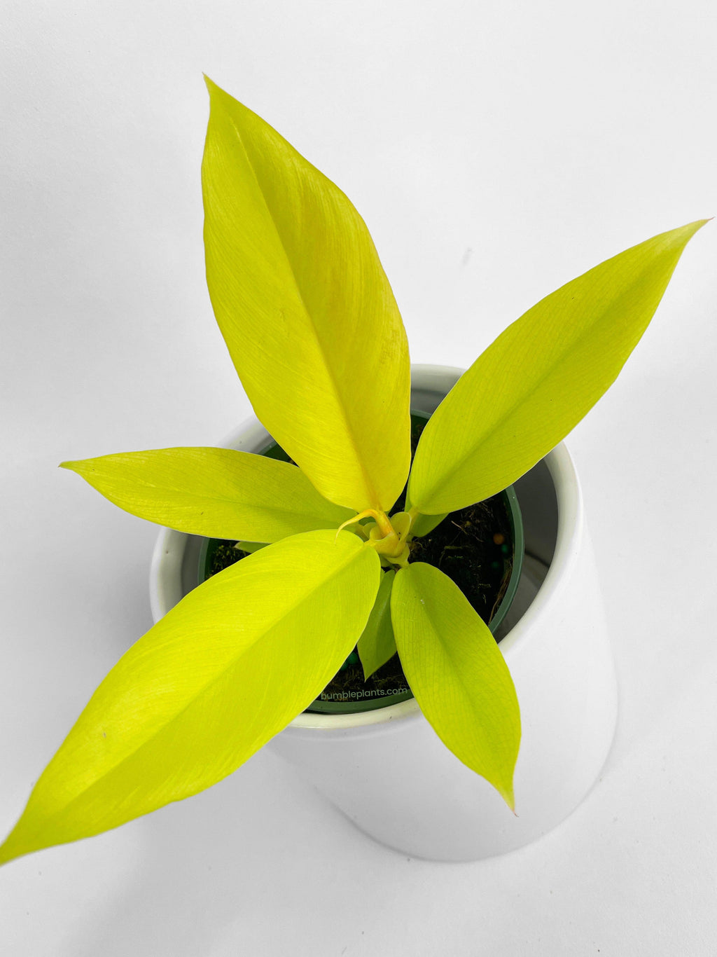 Philodendron 'Golden Crocodile' Ring of Fire Hybrid