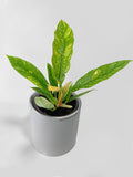Variegated Philodendron Ring of Fire