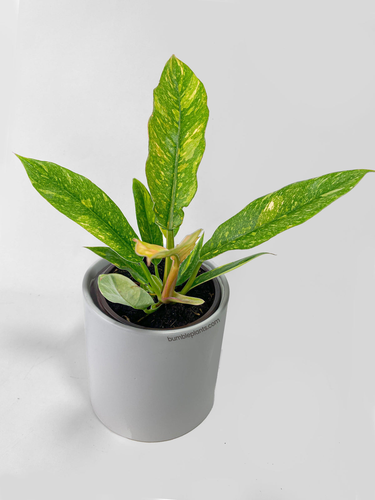 Variegated Philodendron Ring of Fire