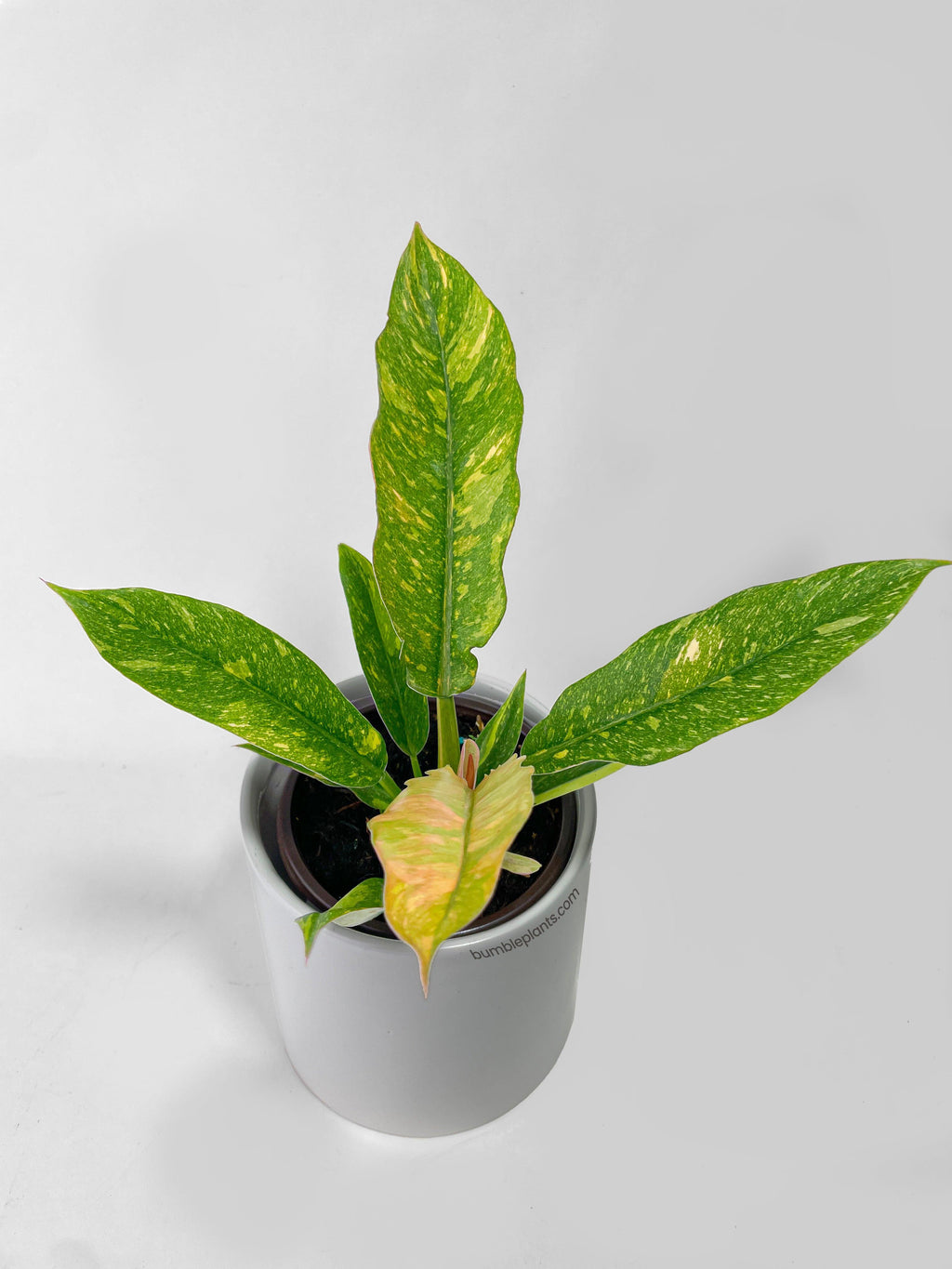 Variegated Philodendron Ring of Fire