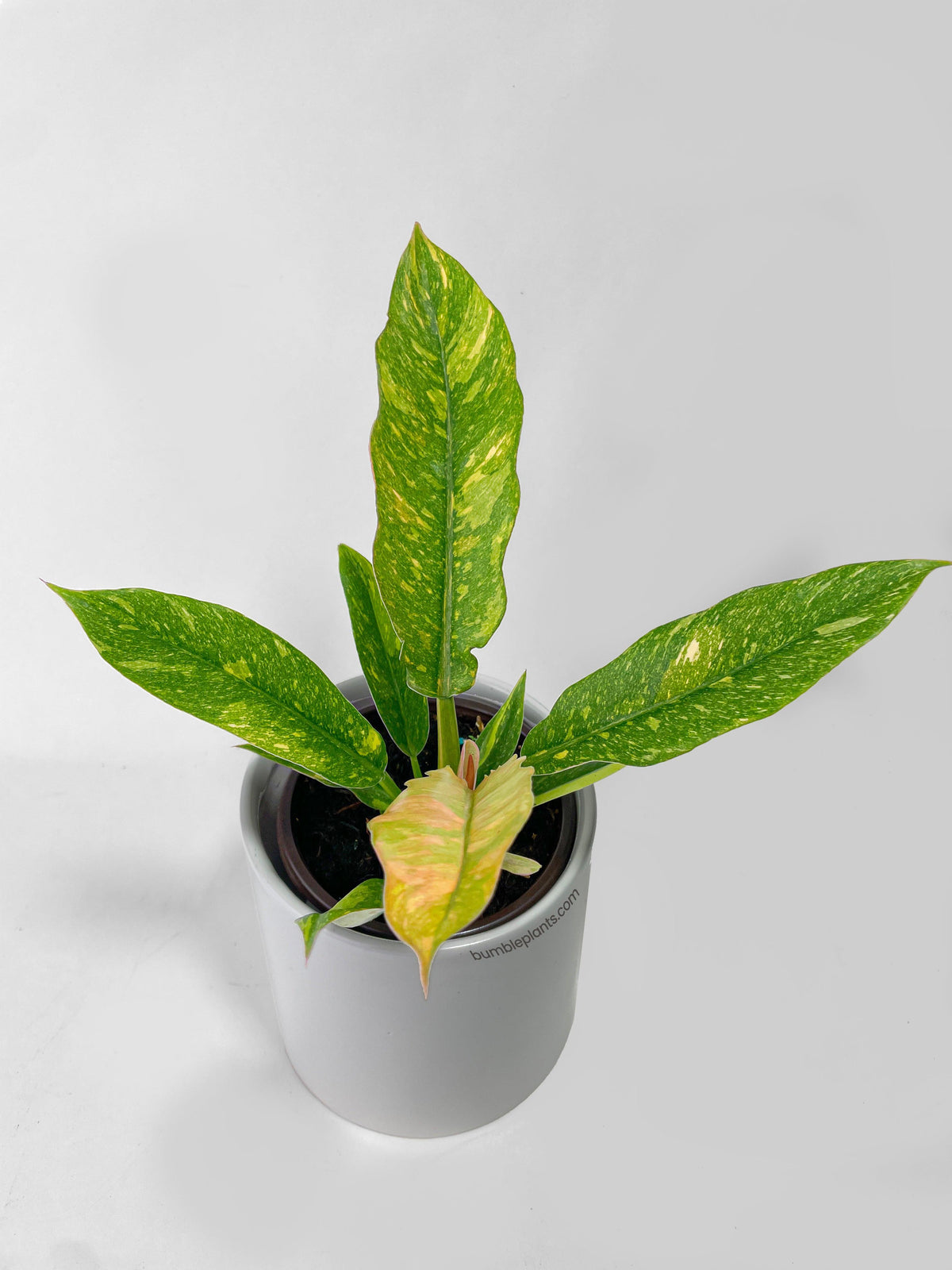 Variegated Philodendron Ring of Fire