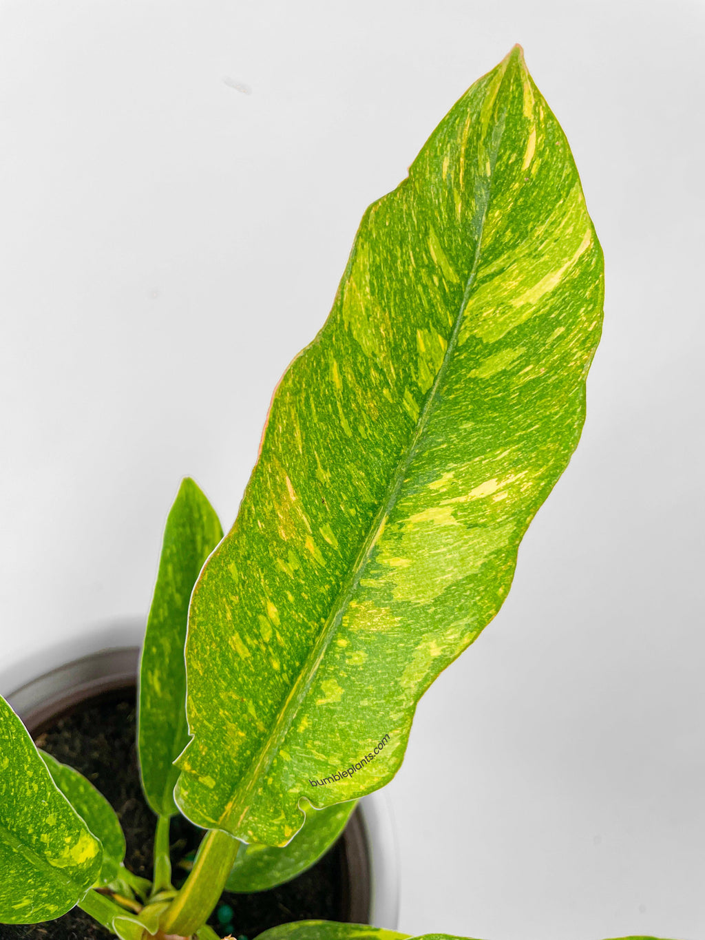 Variegated Philodendron Ring of Fire