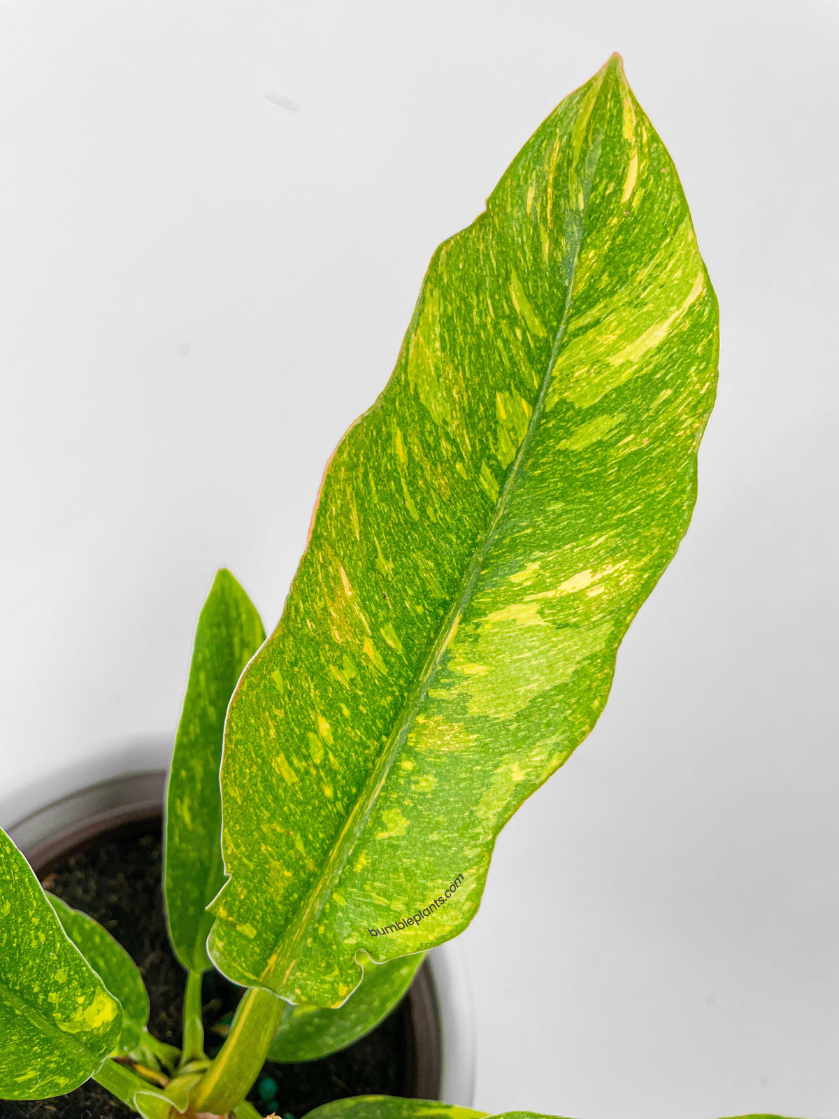 Variegated Philodendron Ring of Fire