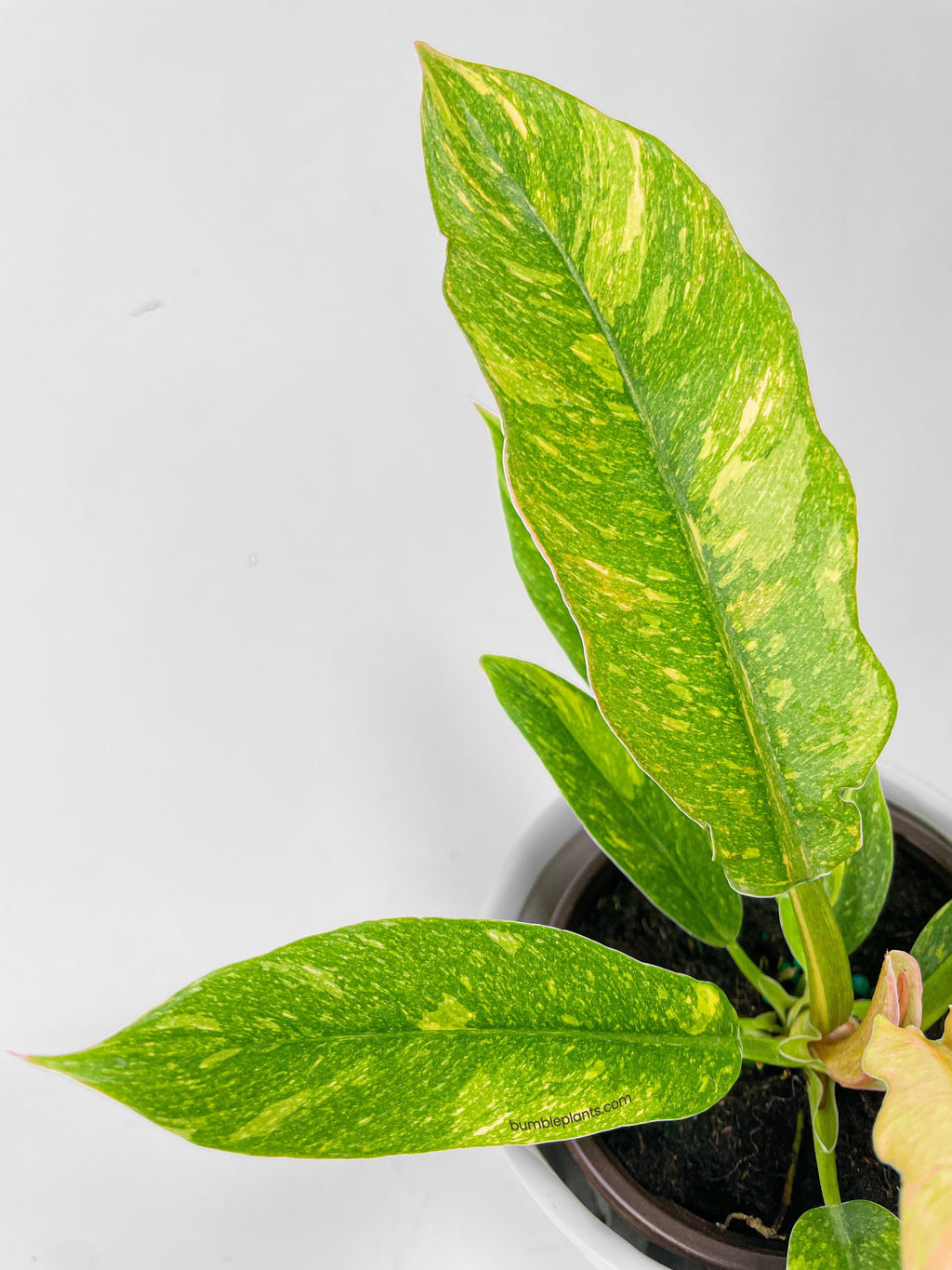 Variegated Philodendron Ring of Fire
