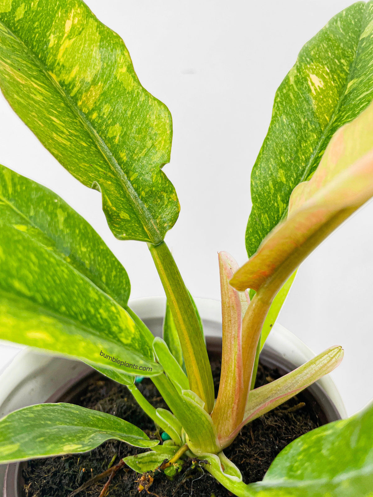 Variegated Philodendron Ring of Fire
