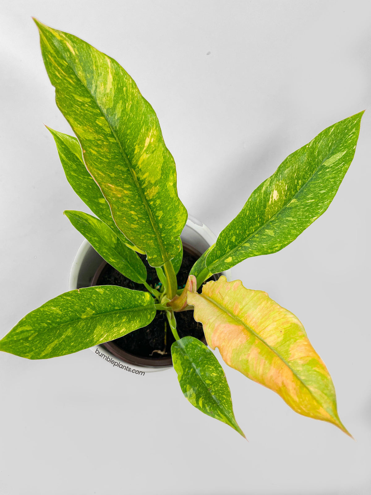 Variegated Philodendron Ring of Fire