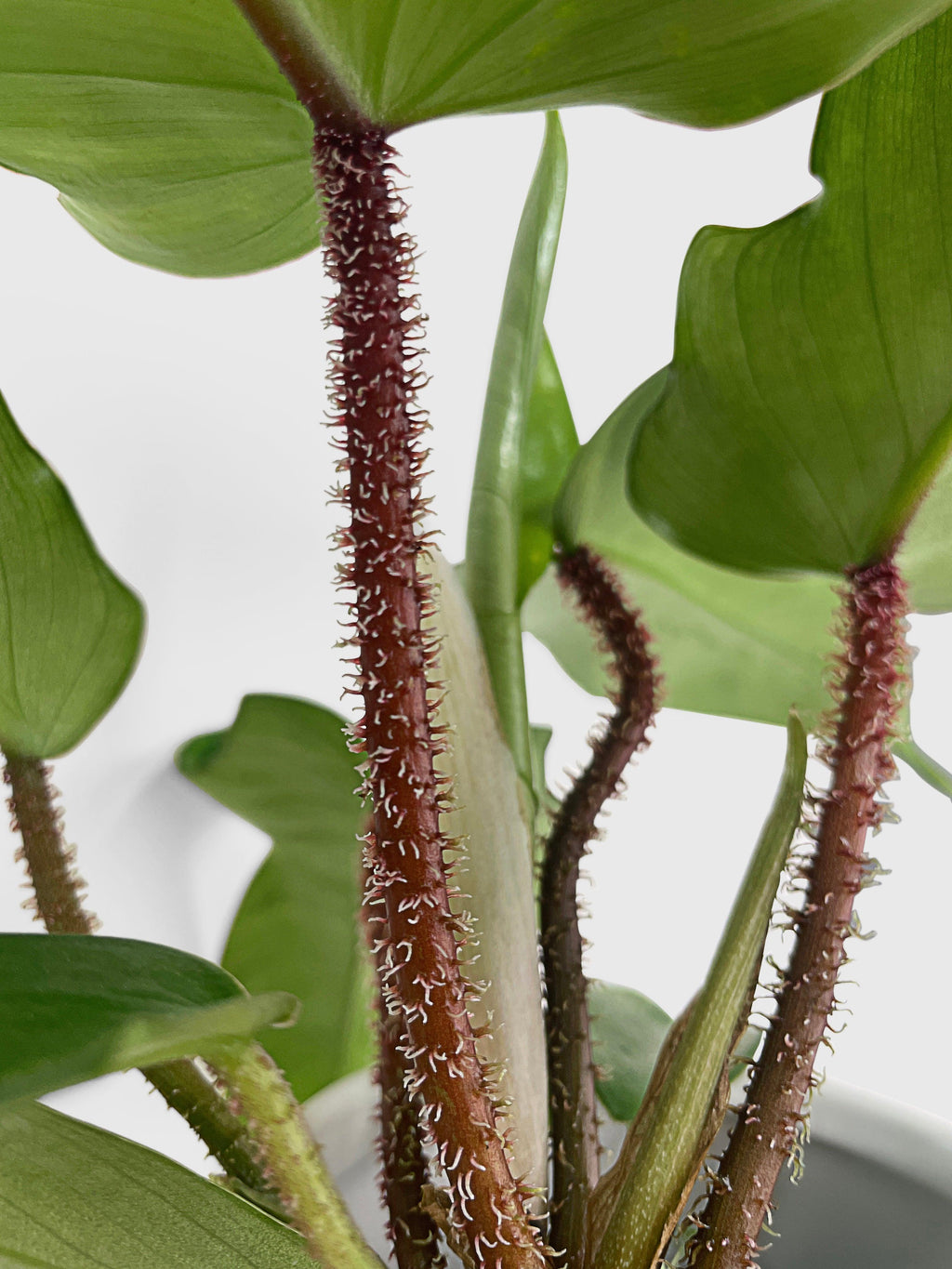 Philodendron Squamiferum 'Hairy Philo'