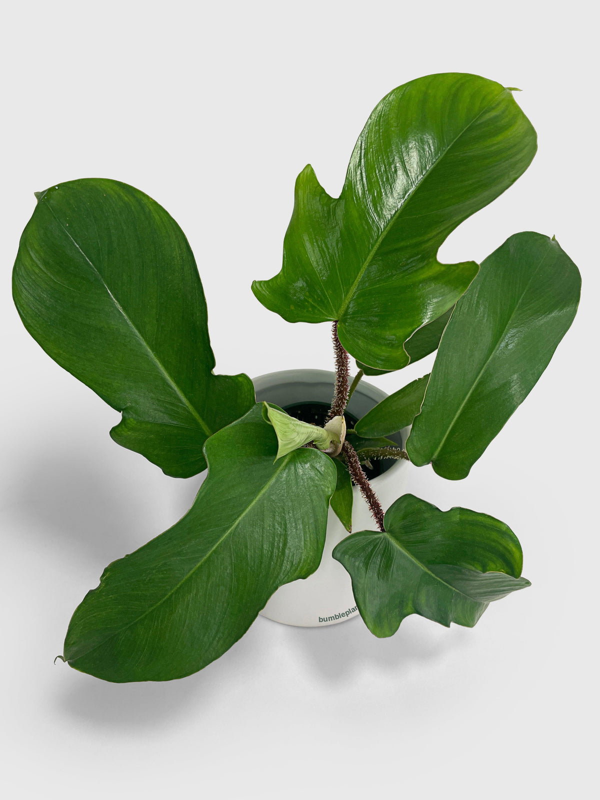 Philodendron Squamiferum 'Hairy Philo'