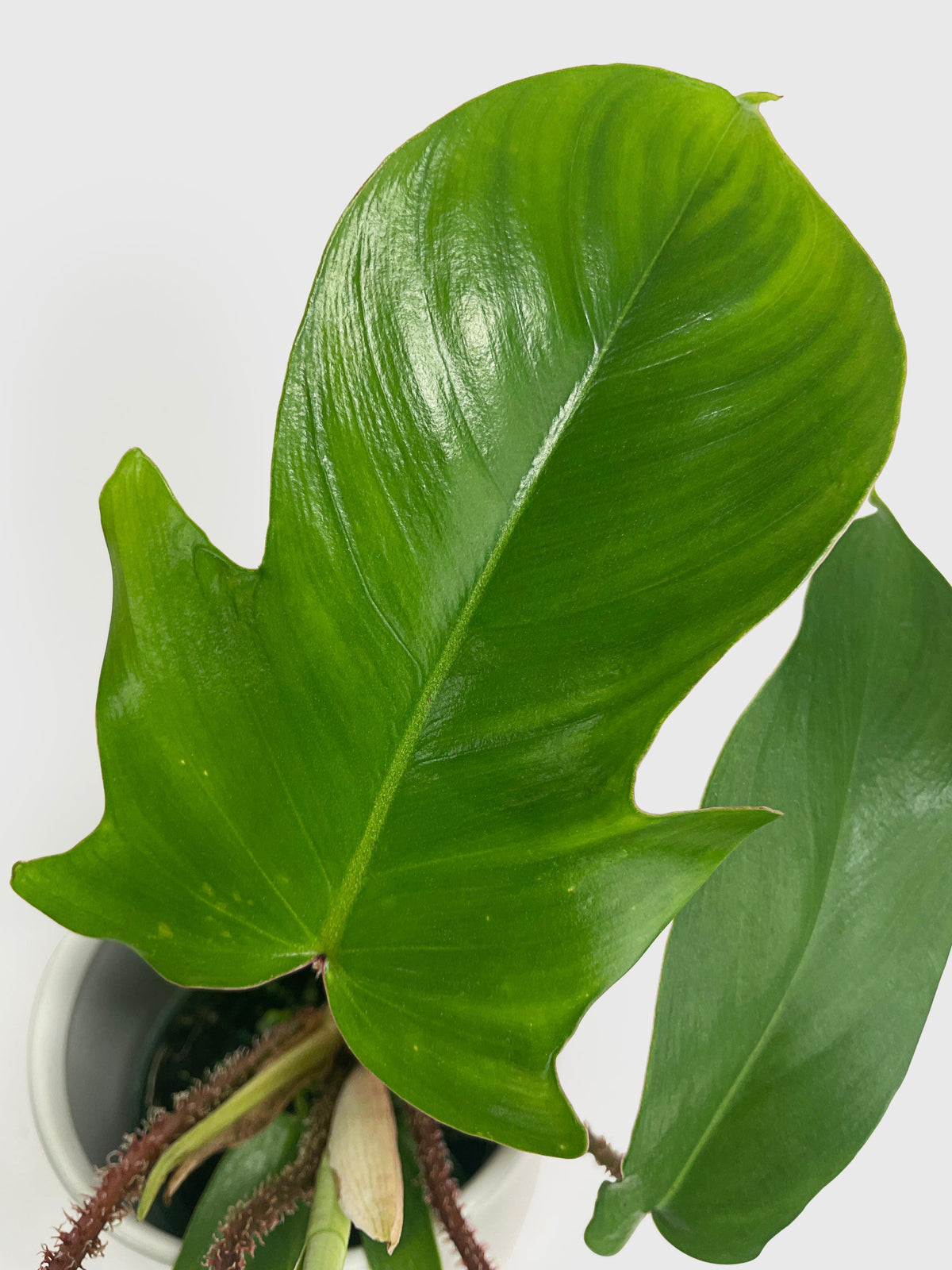 Philodendron Squamiferum 'Hairy Philo'