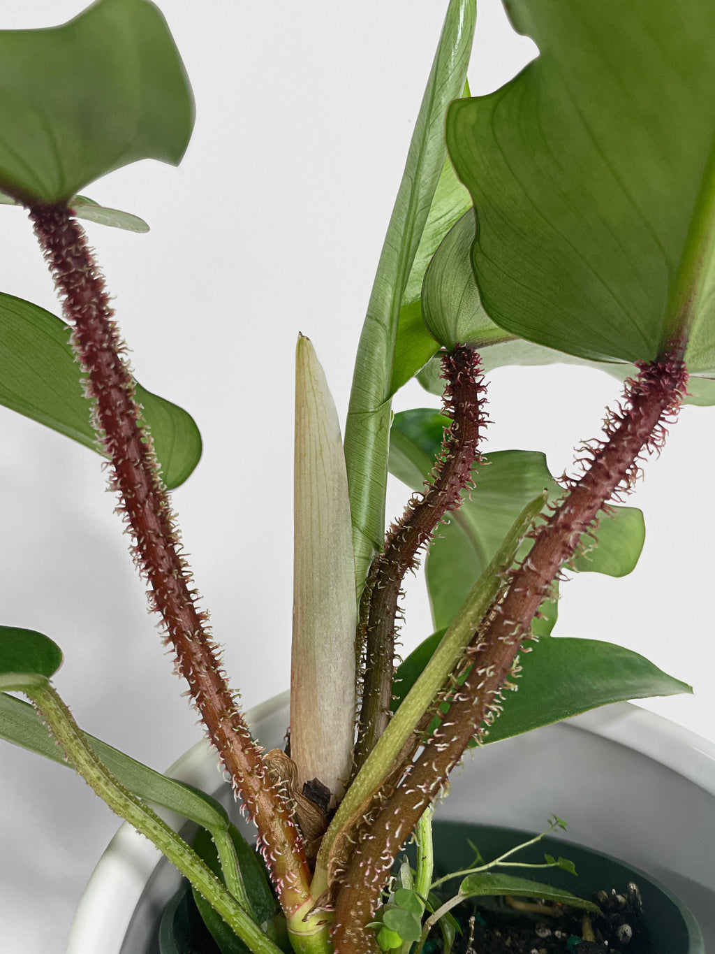 Philodendron Squamiferum 'Hairy Philo'