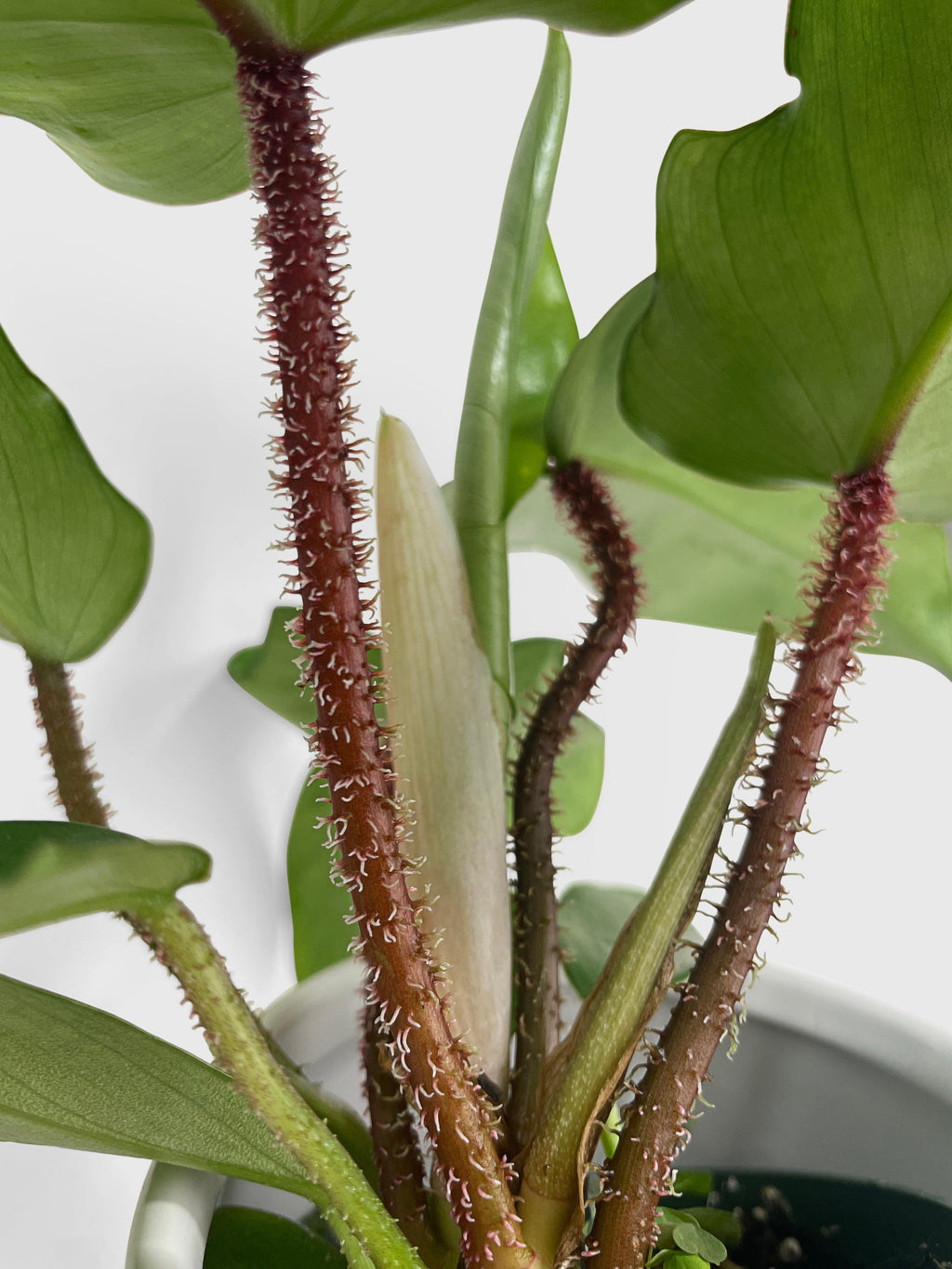 Philodendron Squamiferum 'Hairy Philo'
