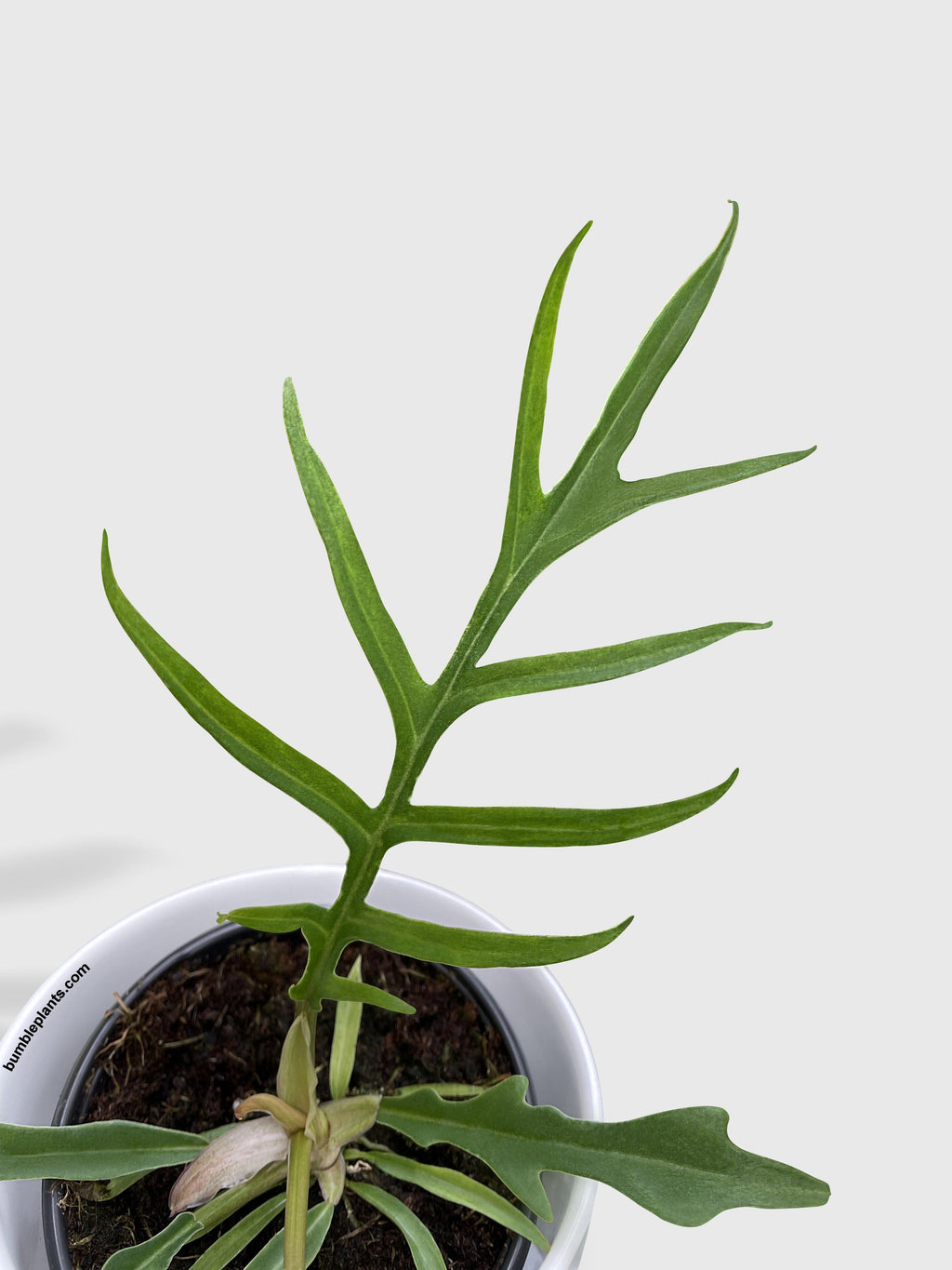 Philodendron 'Tortum'