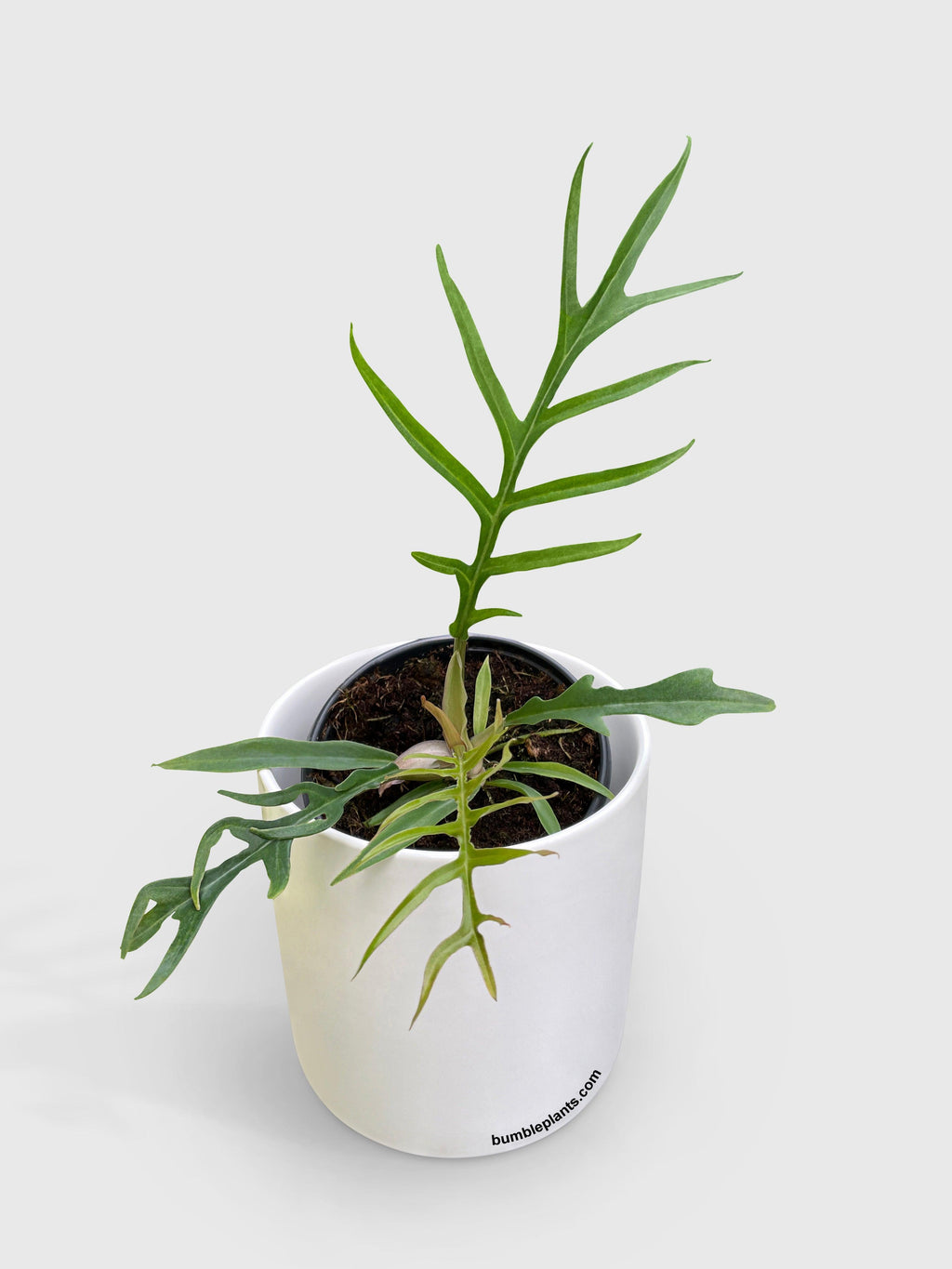 Philodendron 'Tortum'