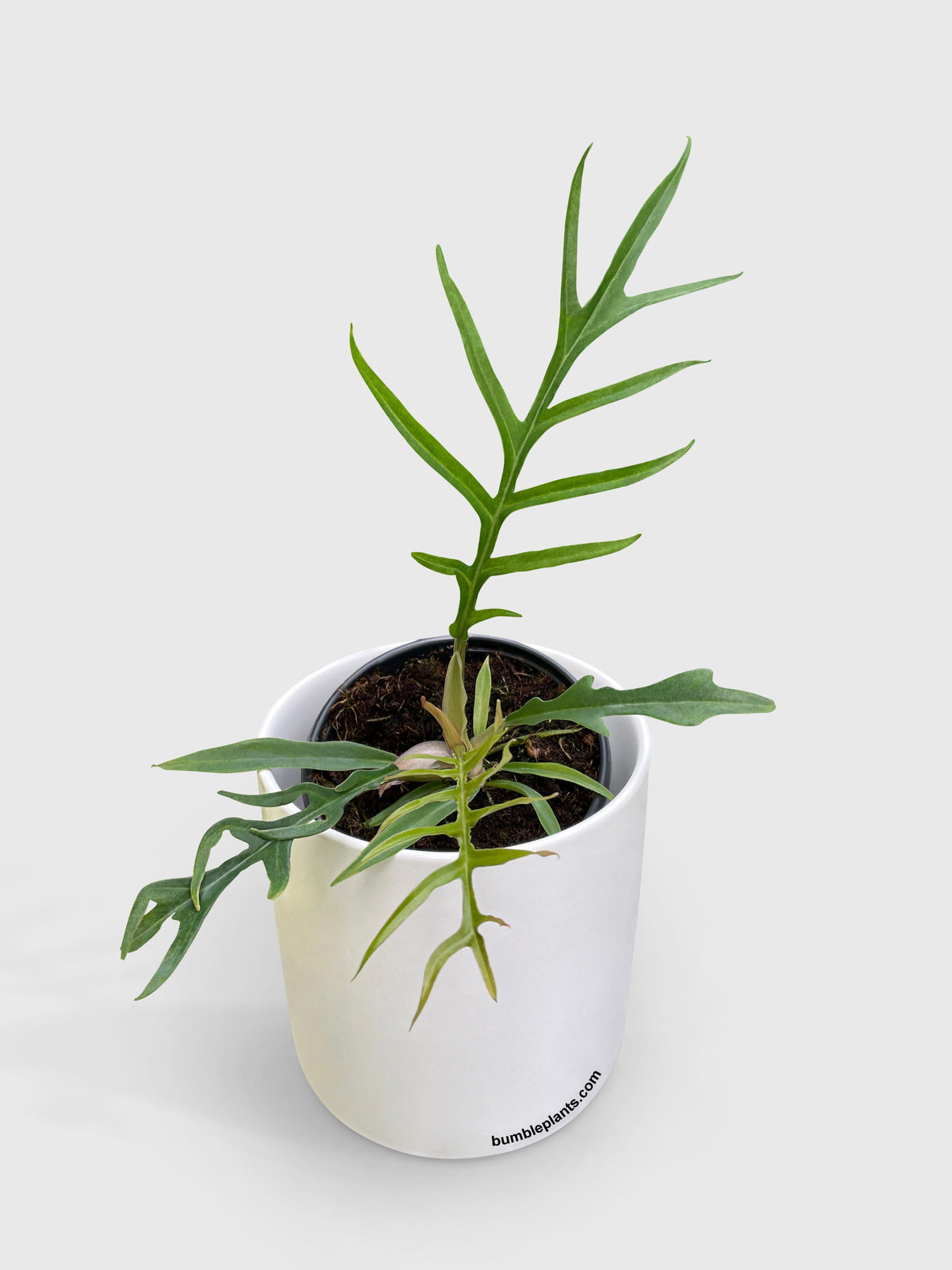 Philodendron 'Tortum'