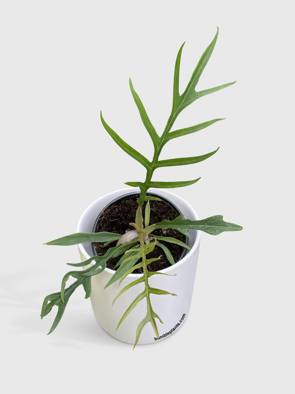 Philodendron 'Tortum'