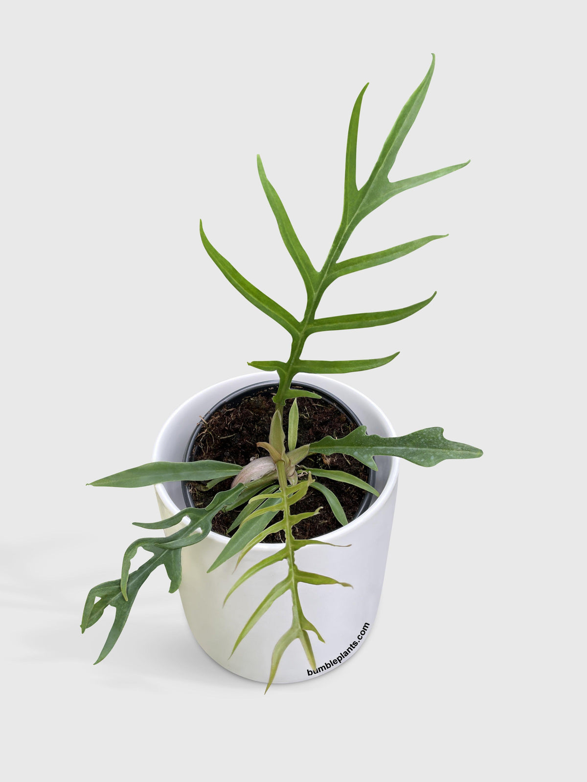 Philodendron 'Tortum'
