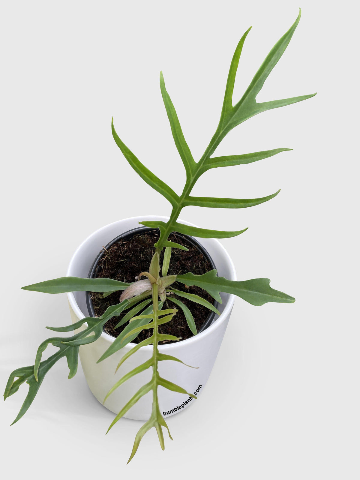 Philodendron 'Tortum'
