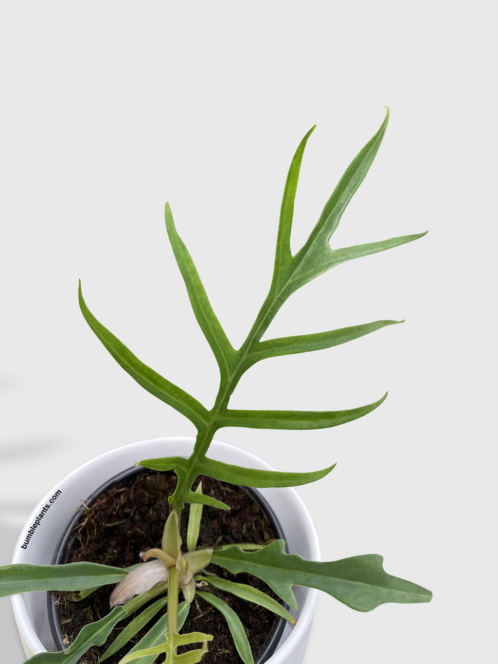 Philodendron 'Tortum'