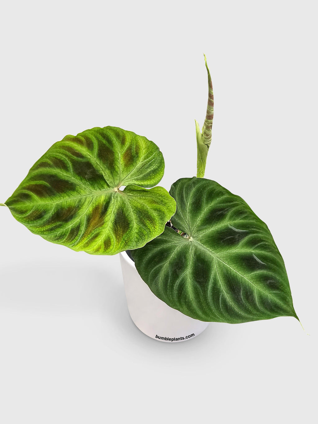 Philodendron Verrucosum