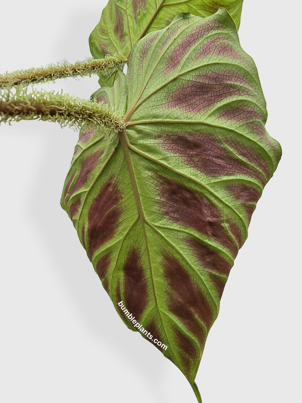 Philodendron Verrucosum
