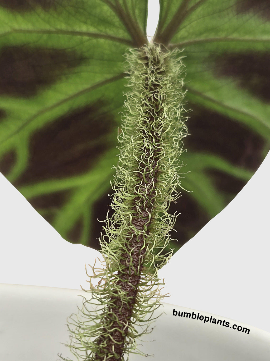 Philodendron Verrucosum