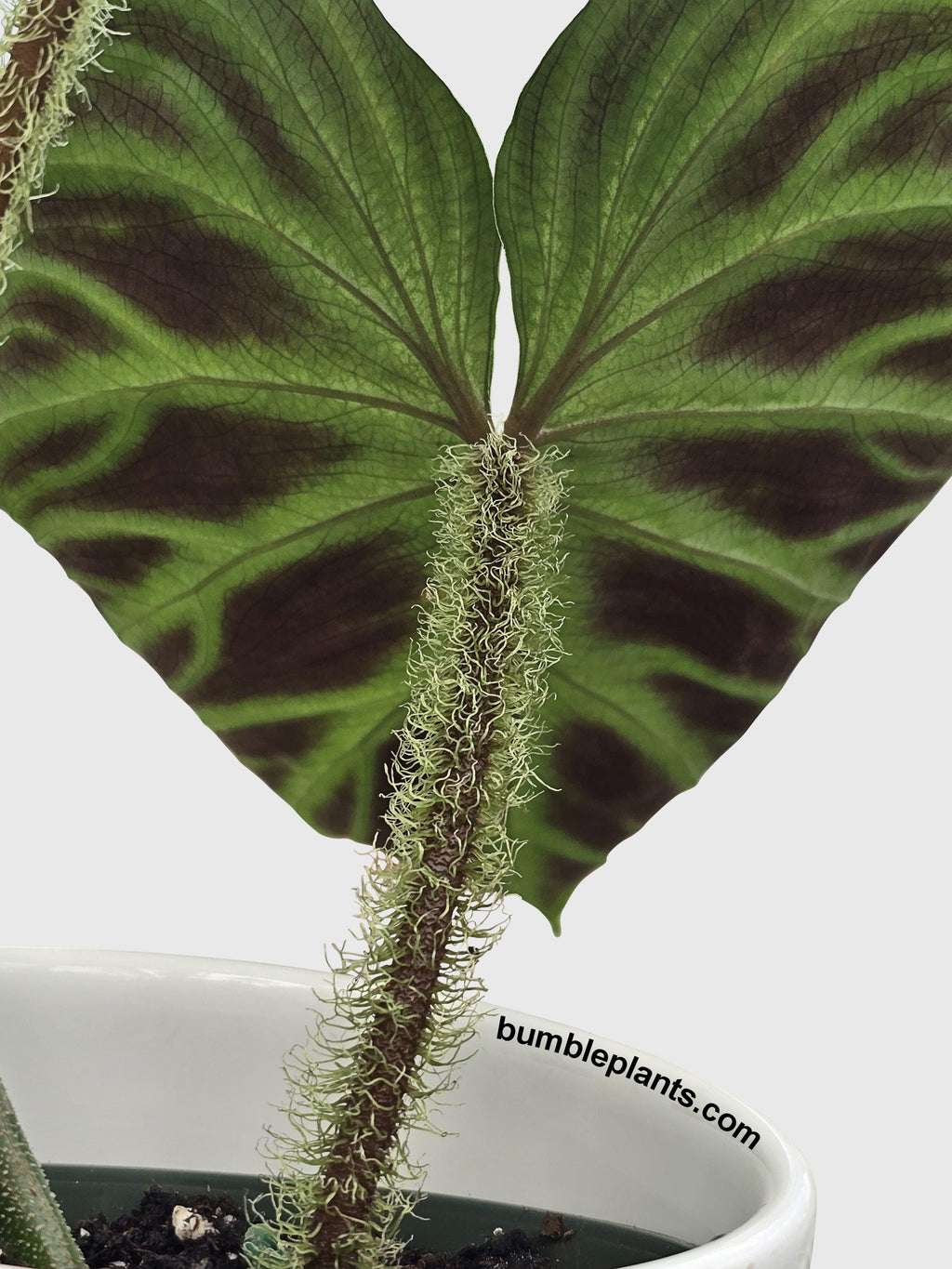 Philodendron Verrucosum