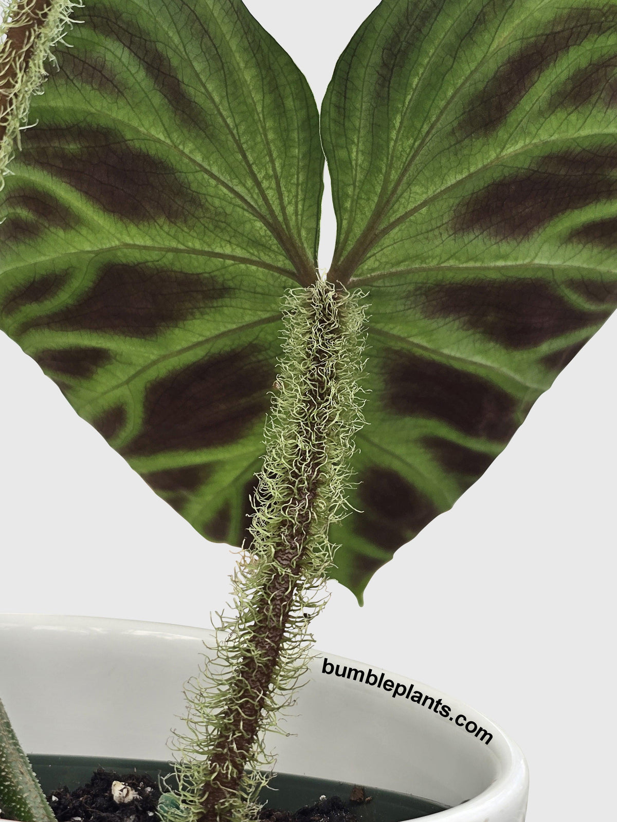 Philodendron Verrucosum