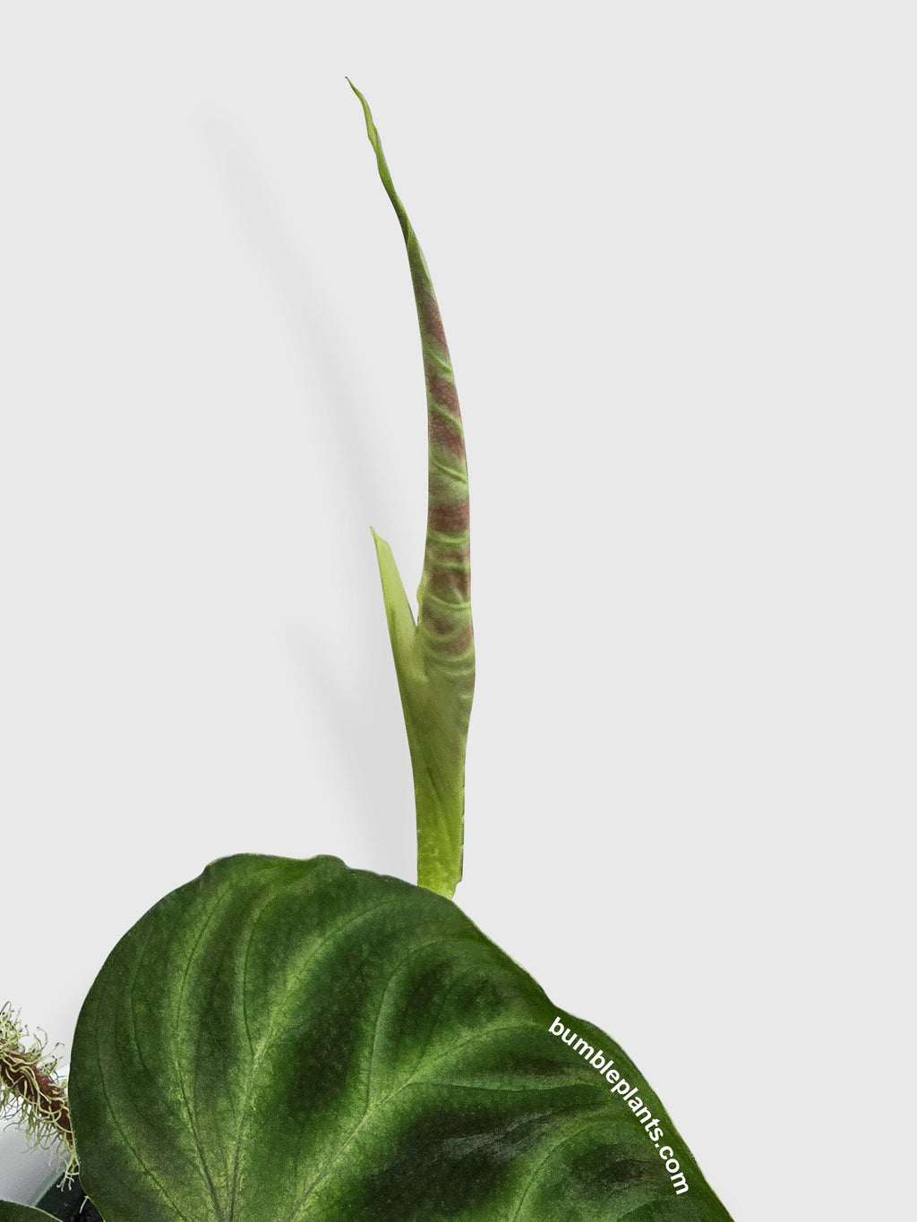 Philodendron Verrucosum