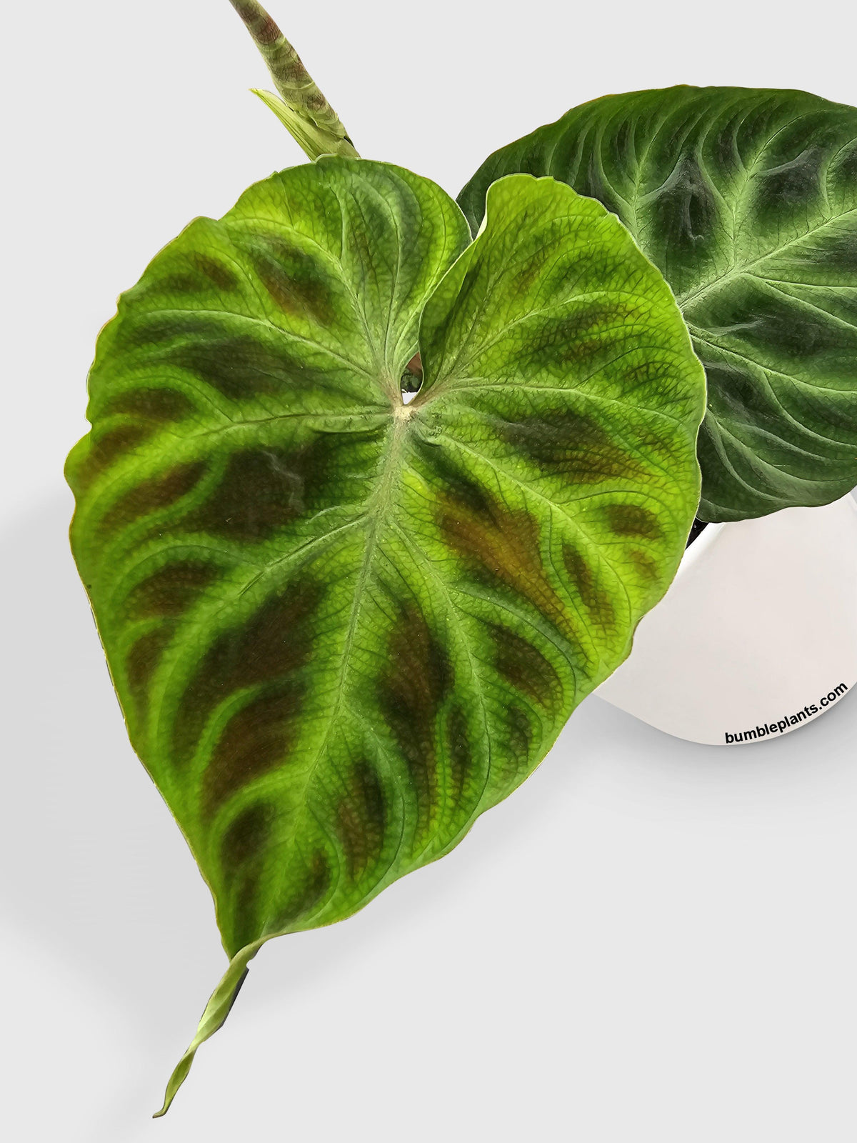 Philodendron Verrucosum