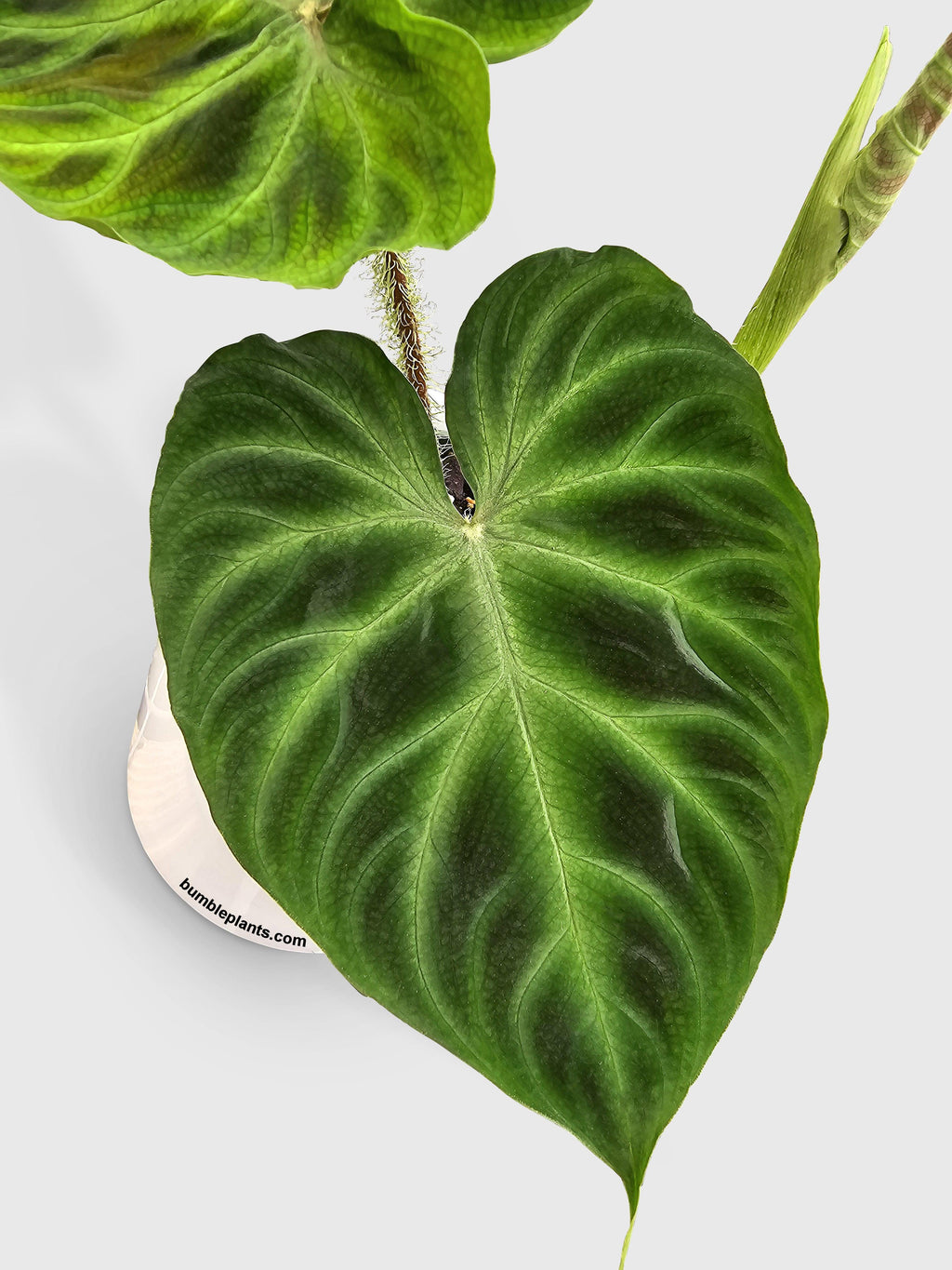 Philodendron Verrucosum