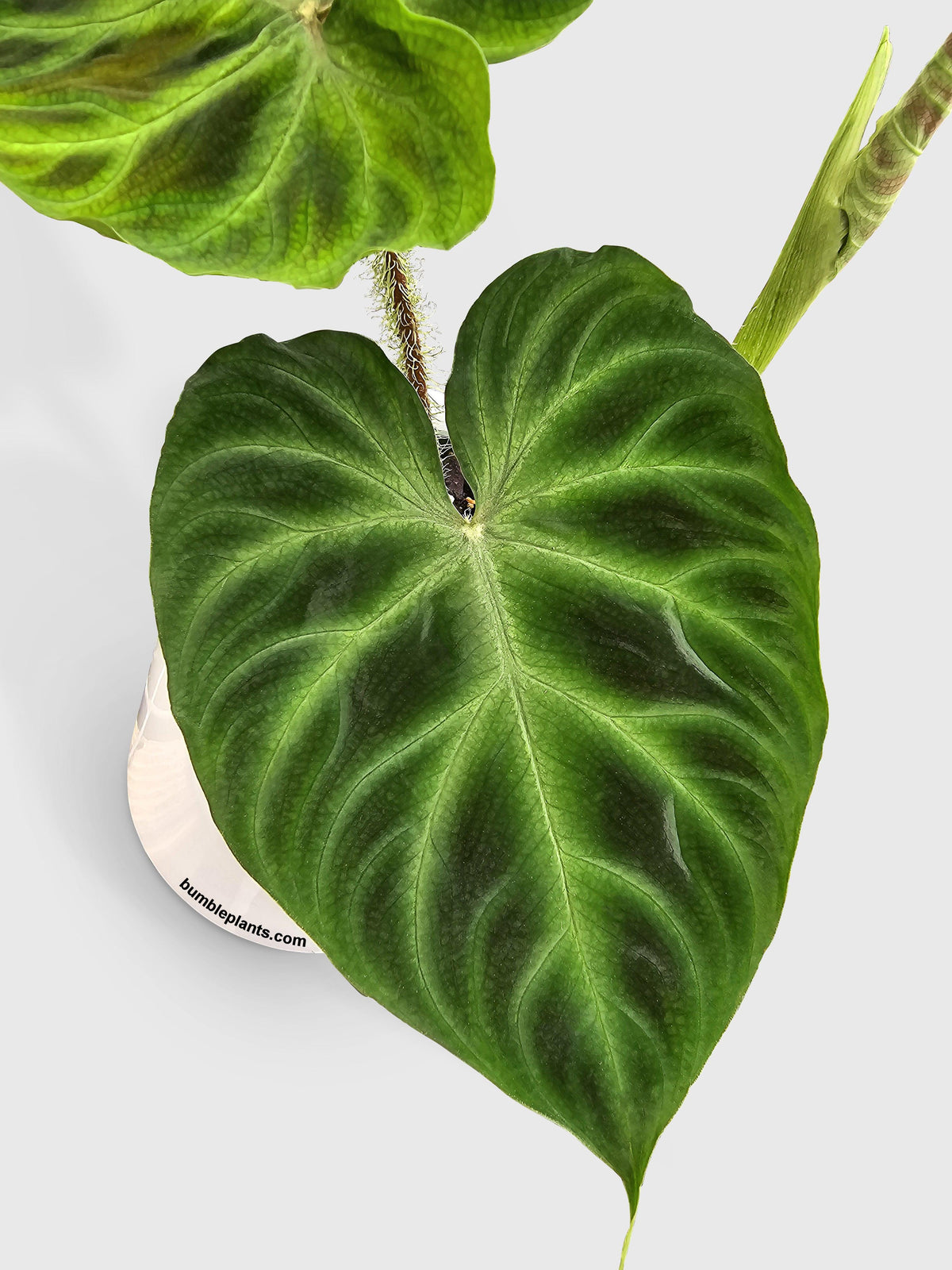 Philodendron Verrucosum