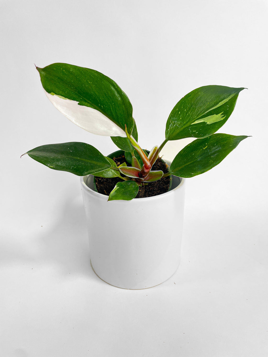 Philodendron White Princess