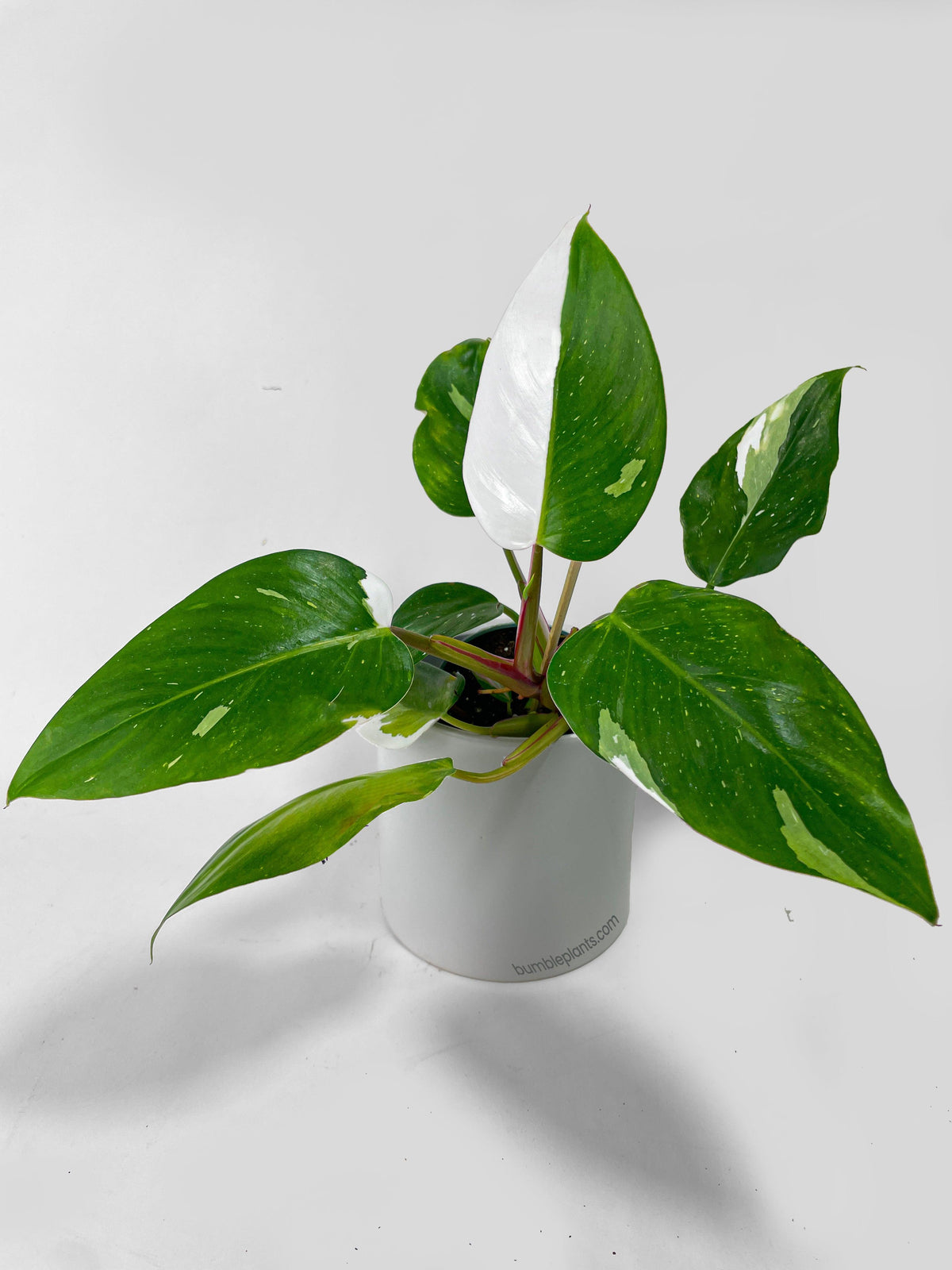 Philodendron White Princess