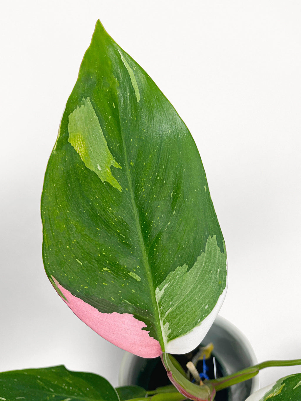 Philodendron White Princess Pink 'Tricolor' Variegata