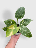 Philodendron 'Congo Nuclear' Hybrid