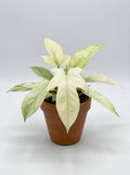 Philodendron Pedatum 'Florida Ghost'