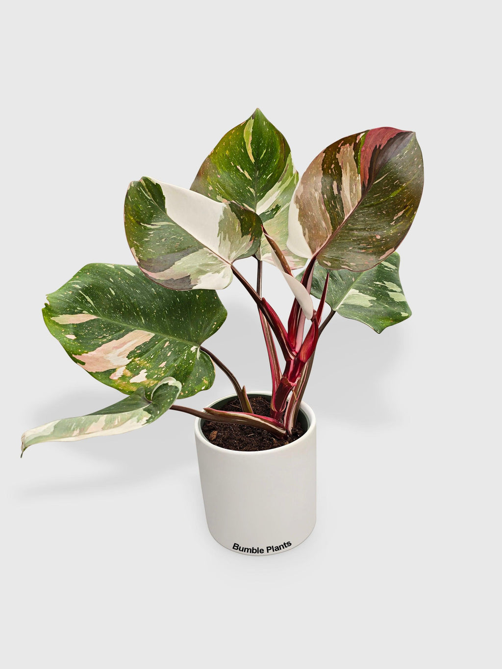 Philodendron Red Medusa Hybrid