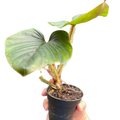 Philodendron 'Serpens' | Rare Hairy Creeping Philodendron | House Plant Shop