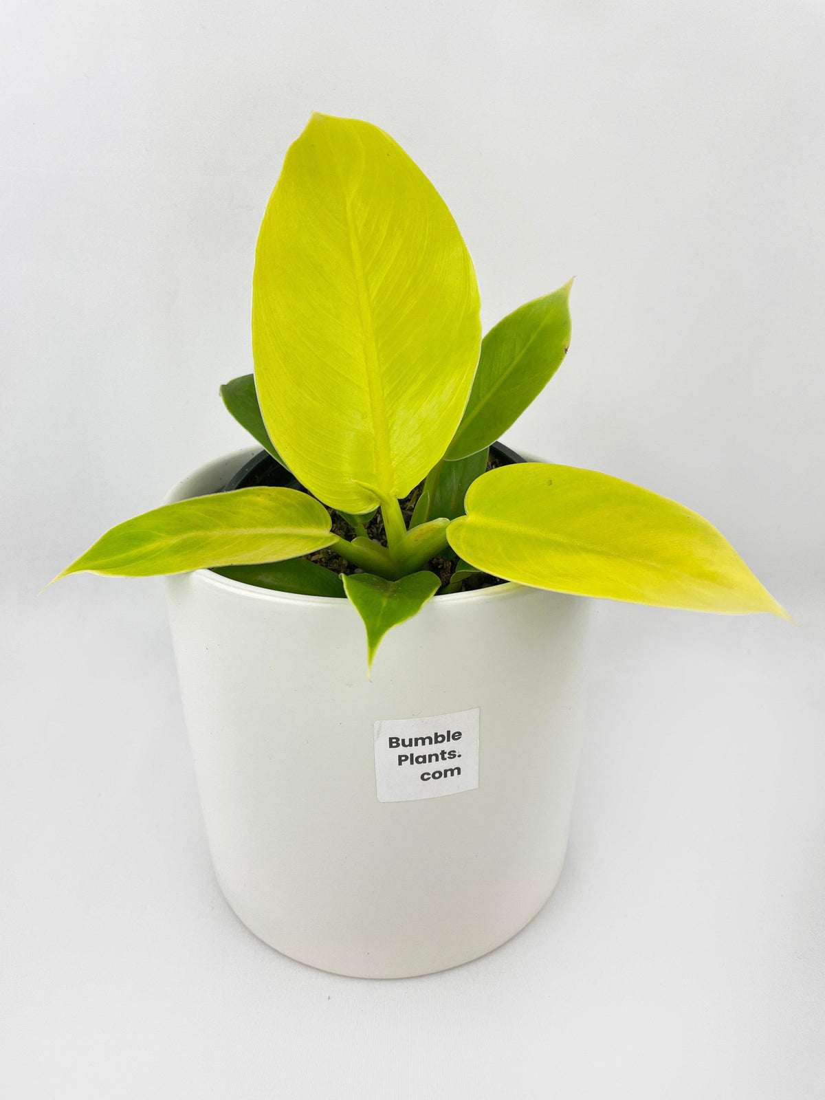 Philodendron Moonlight Lemon Lime Hybrid